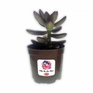 Mini Vaso com Suculenta-I-BEP01